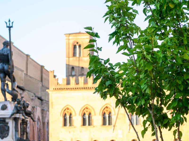 Ecco gli alberi nelle piazze di Bologna